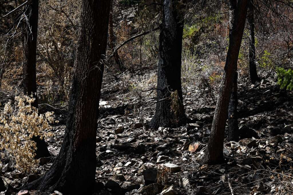 Les arbres et la végétation sont carbonisés le long du sentier du lac Hanging après l'incendie du ruisseau Grizzly l'an dernier.  | Chelsea Self / Post indépendant