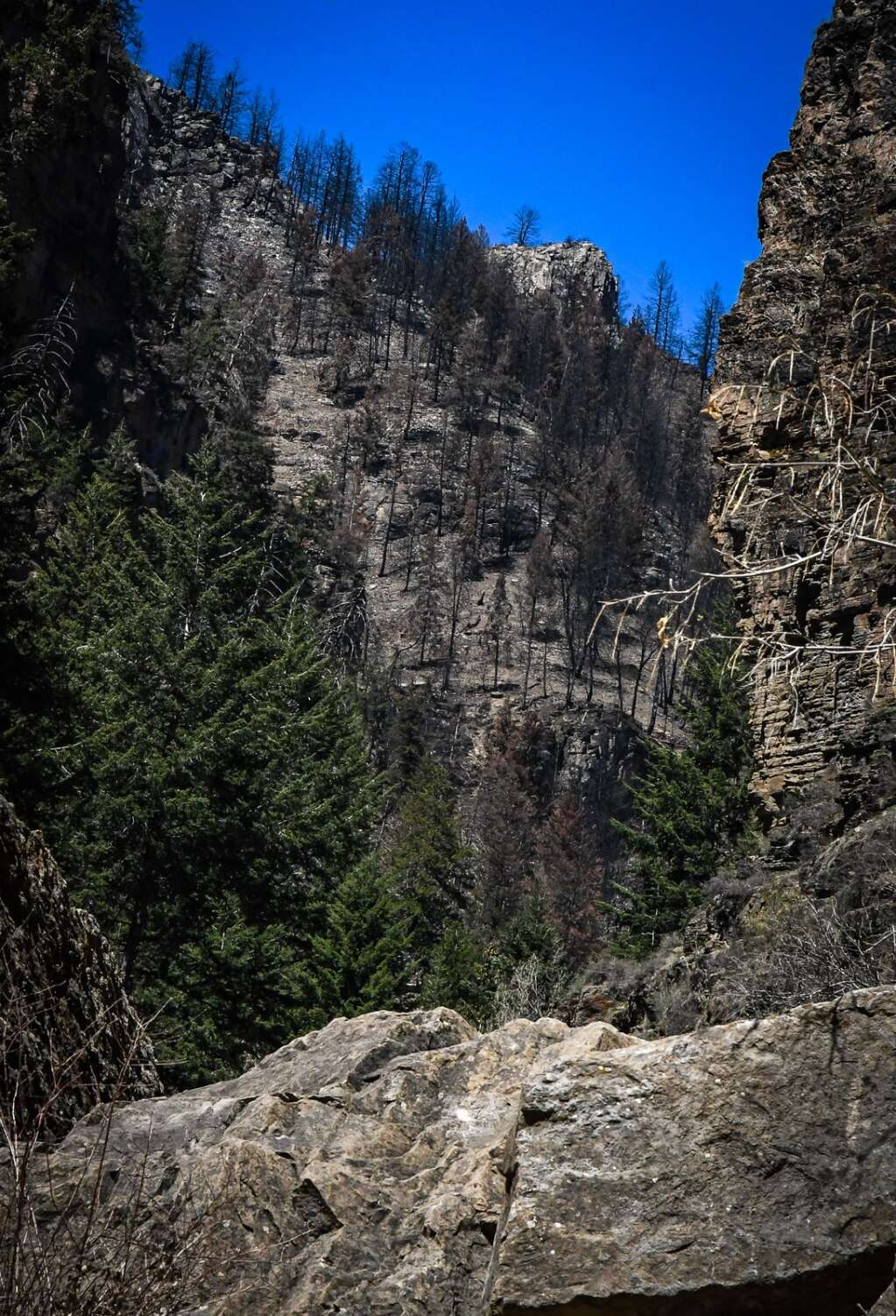 Une zone brûlée en haut de la pente au-dessus du sentier du lac Hanging après l'incendie du ruisseau Grizzly de l'année dernière qui a balayé Glenwood Canyon.  | Chelsea Self / Post indépendant